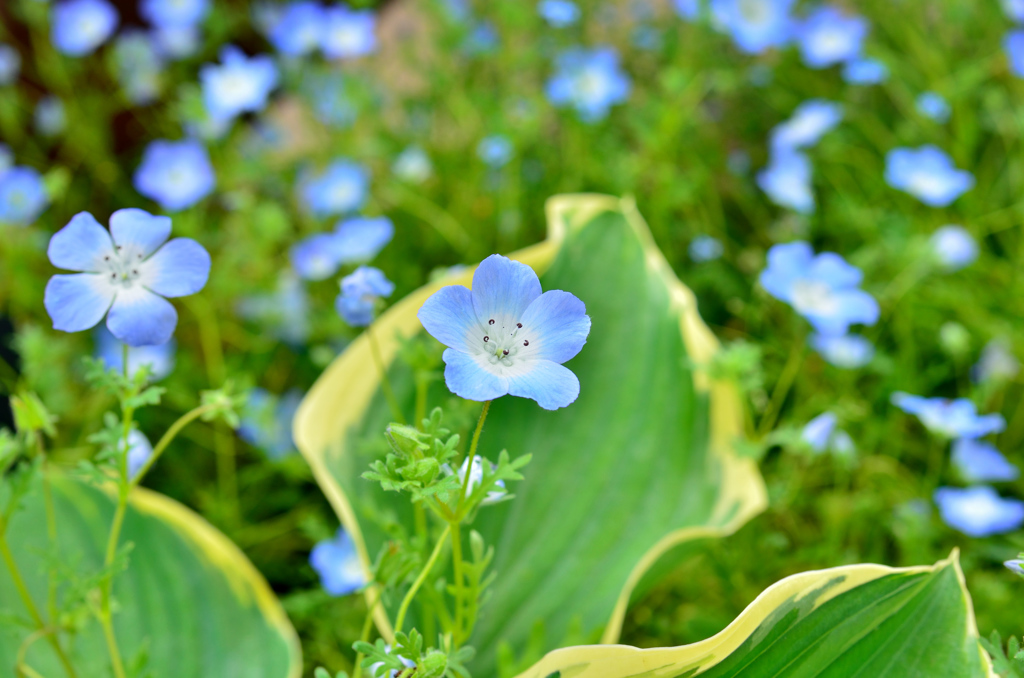 たまには花でも愛でながら 03