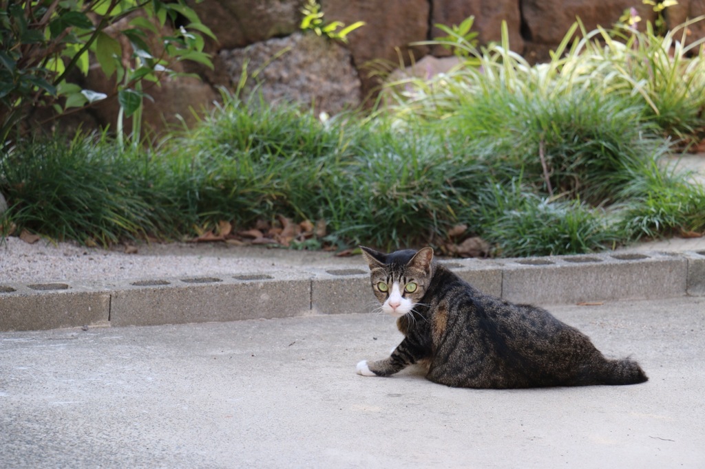 みかえり