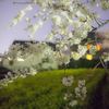 桜と菜の花と