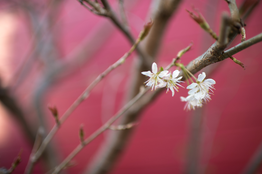 チェリーの花
