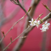 チェリーの花