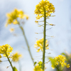 菜の花の日光浴