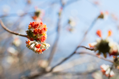 名も知らぬ花