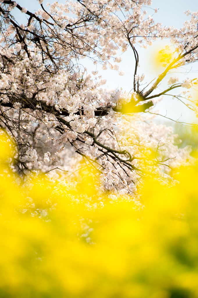 桜と菜花