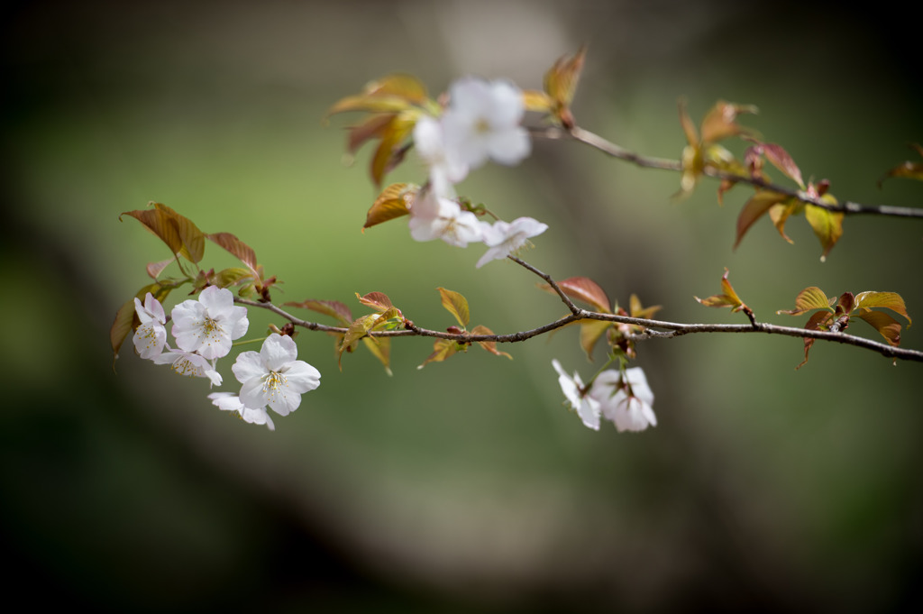 葉桜