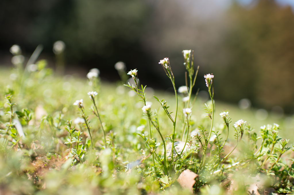 雑草にも花