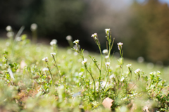 雑草にも花