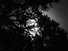 木漏れ月