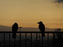カラス