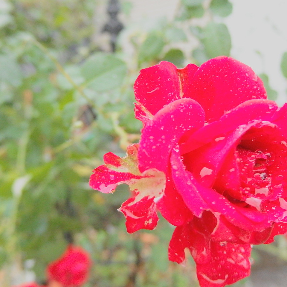 私は薔薇