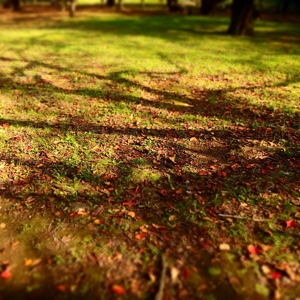 autumn#18