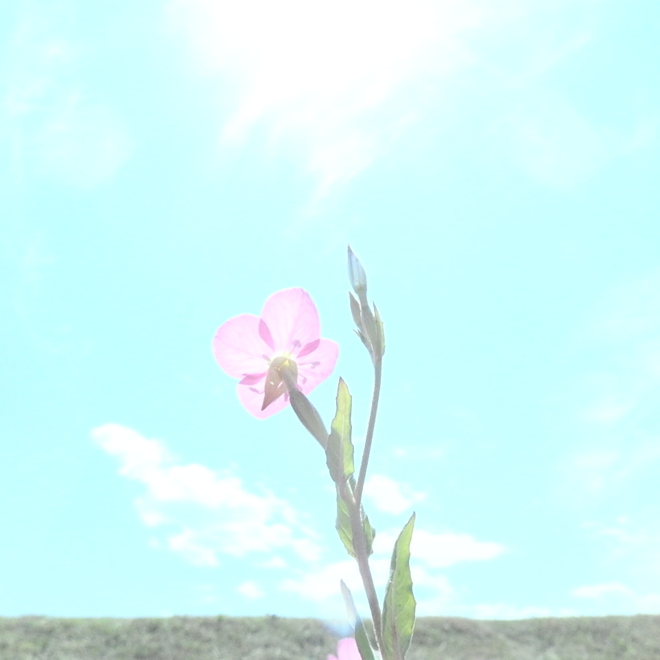 淡く