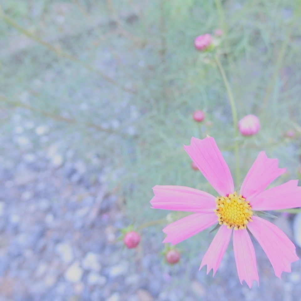 花は、