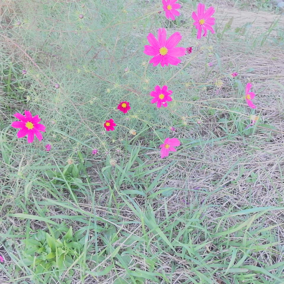ばらばら