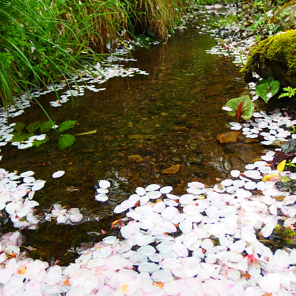 桜溜り