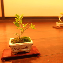 mini盆栽