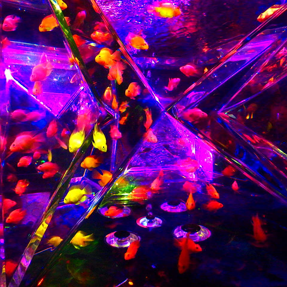 aquarium03