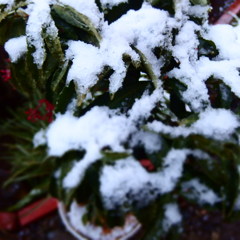 雪化粧