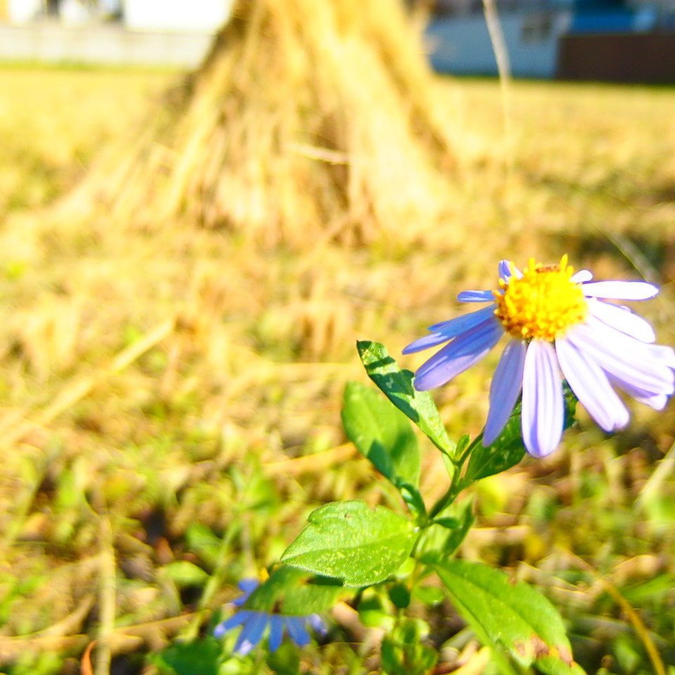 autumn#05