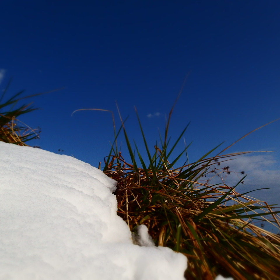 雪にも負けず