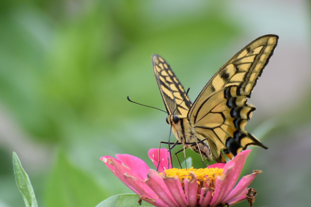 NIKON1　70-300　最短距離です