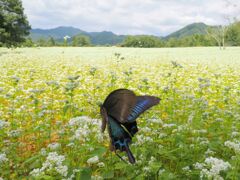 そば好きアゲハ