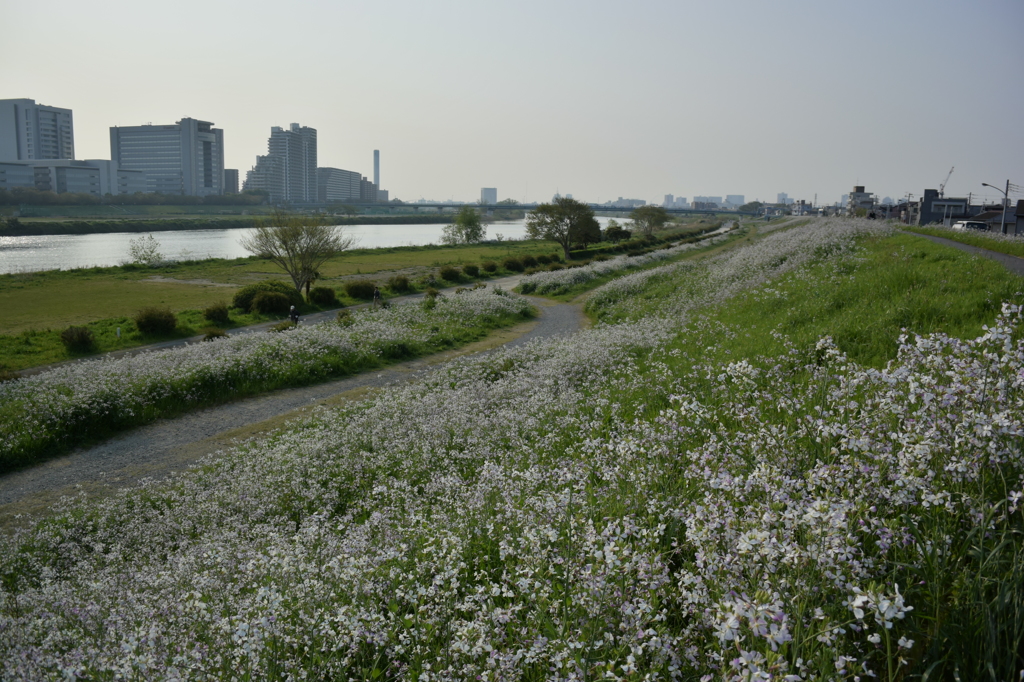 NIKON 1 V3 初撮り散歩