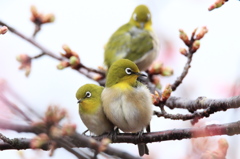 メジロ押し