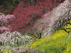 東由利の桃源郷