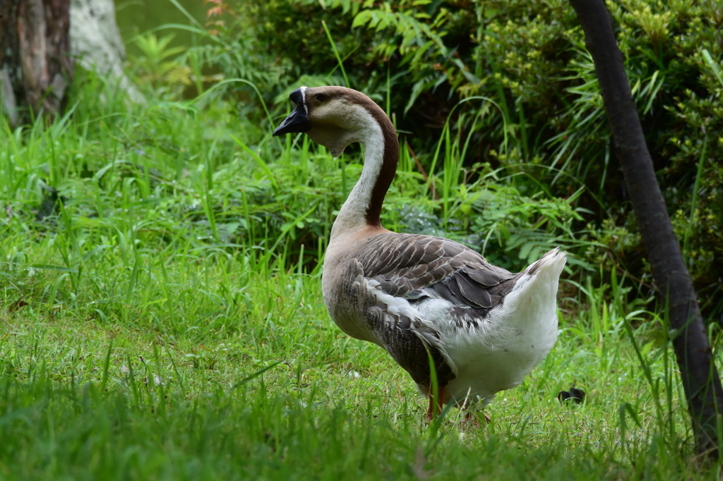 129ｍｍの画質です