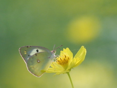 花と一体化