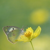 花と一体化