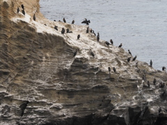 海鵜海岸