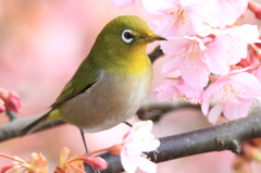 ６００mm最短距離にて