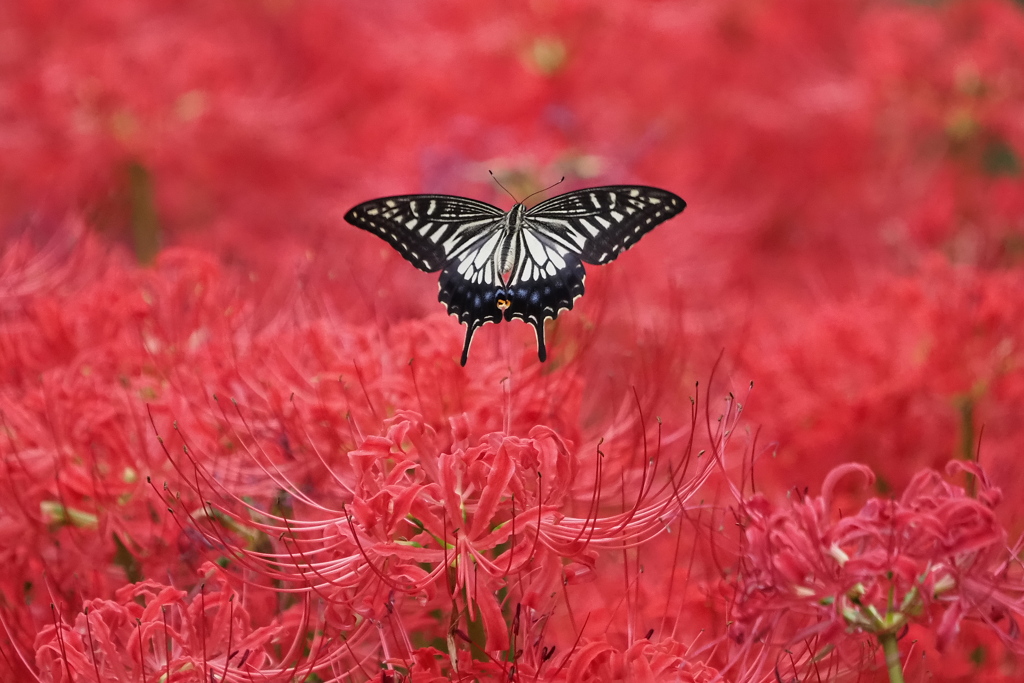 深紅に飛ぶ
