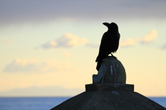明日の天気を占う