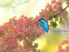 まったりと紅葉鑑賞