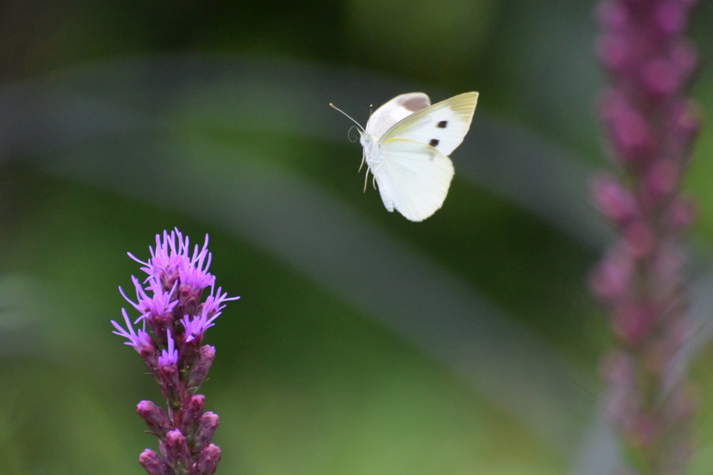 だるまさんが転んだ！