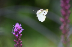 だるまさんが転んだ！