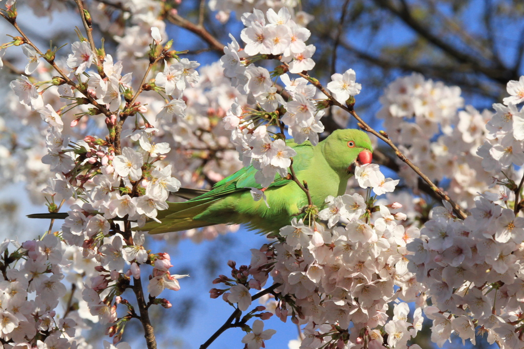 桜大好きワカケホンセイインコ