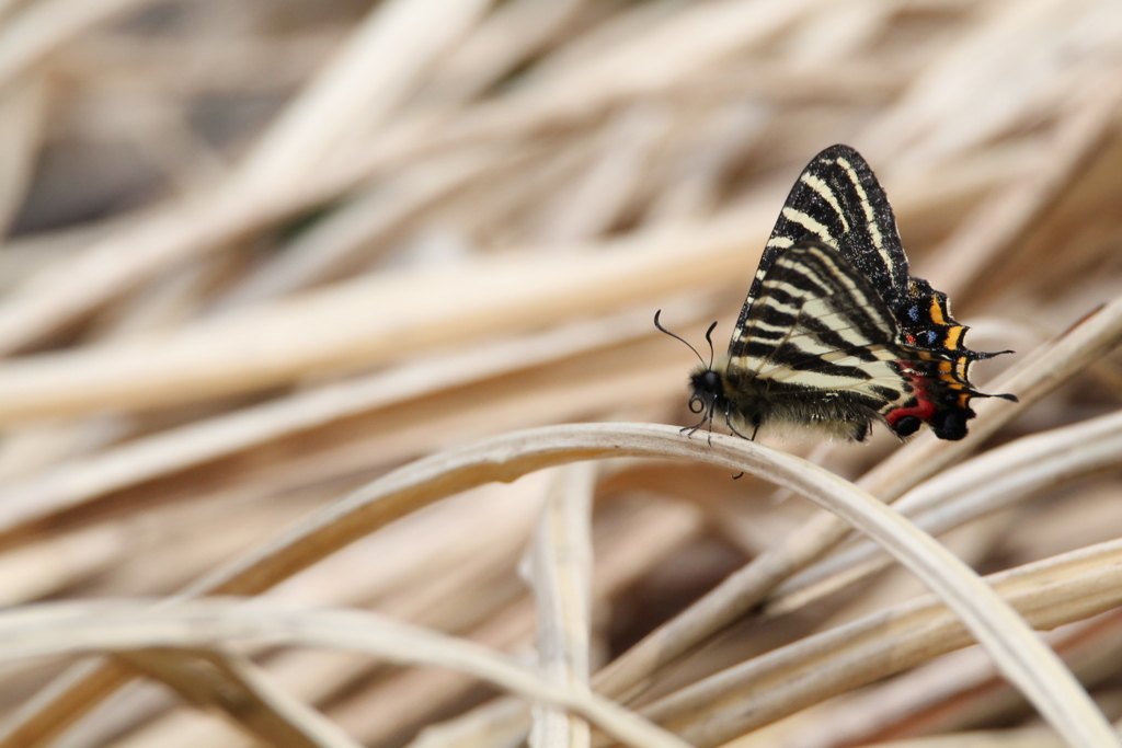 600ｍｍマクロにて