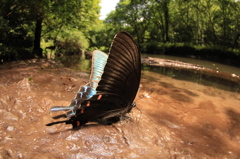 ミヤマカラスアゲハの泥土吸水