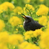 野山の鳥