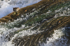 激流レストラン