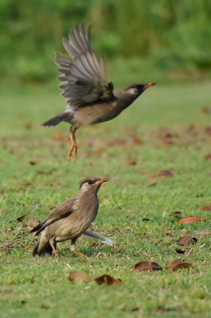 パスト連射できる鳥レンズ