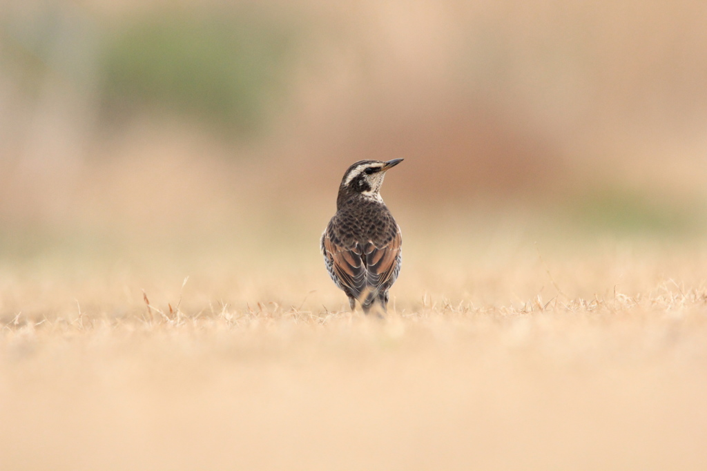 キョトン・・・