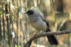 ｶｵｸﾞﾛｶﾞﾋﾞﾁｮｳ