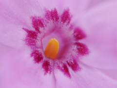 芯・芝桜 