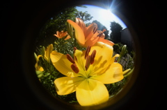 虫の目で見た花