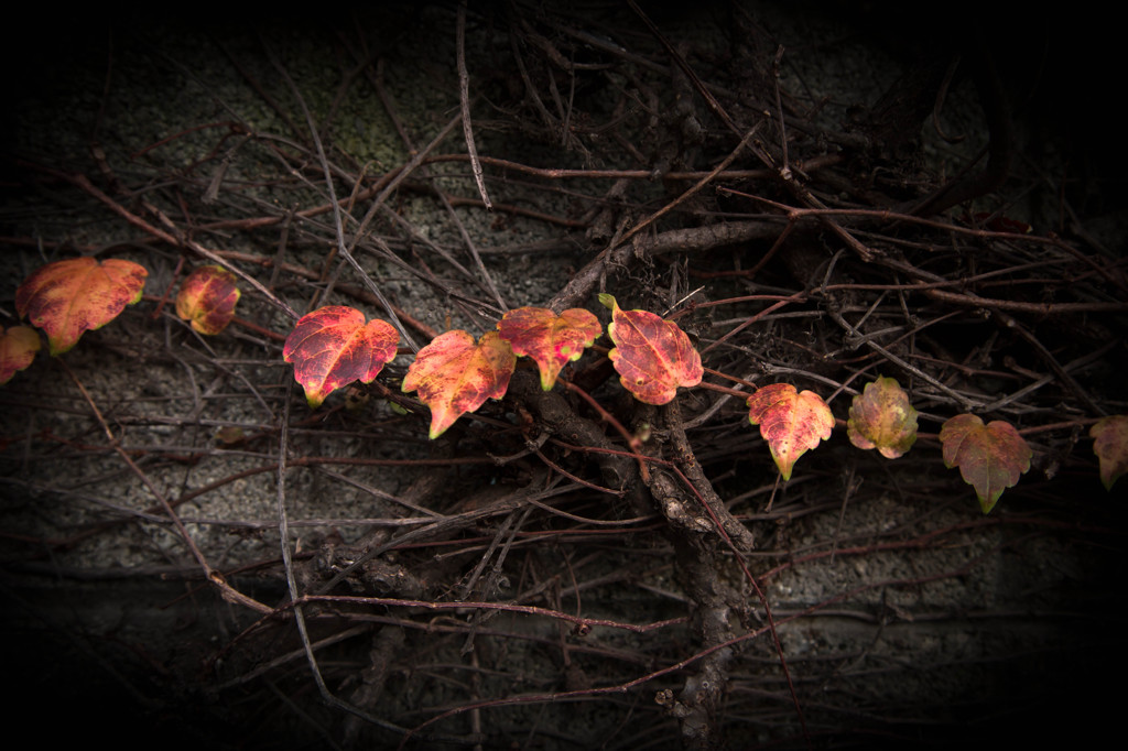 leaves